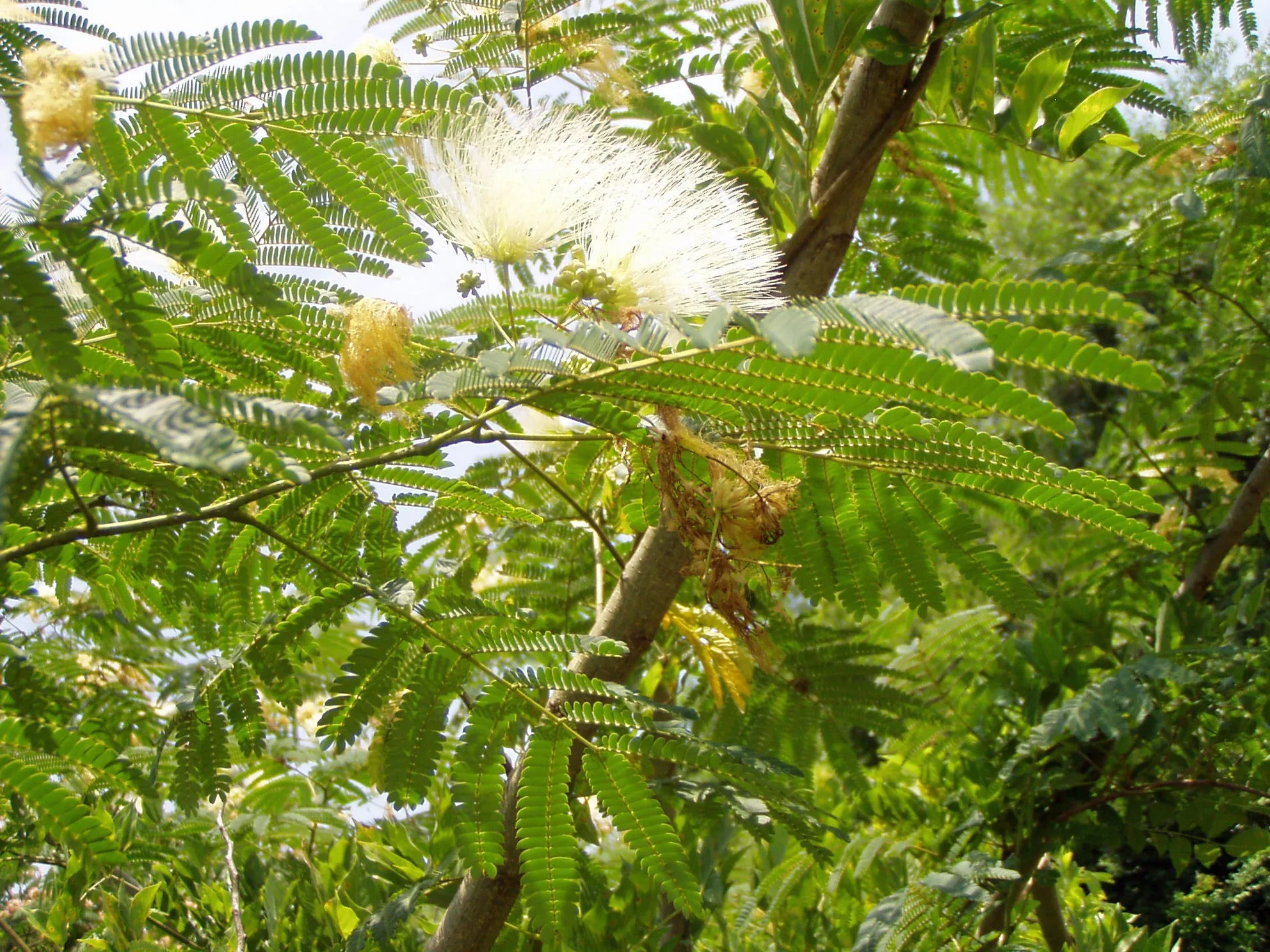 Albizia julibrissin | Alba | White Silk Tree | 10 Seeds