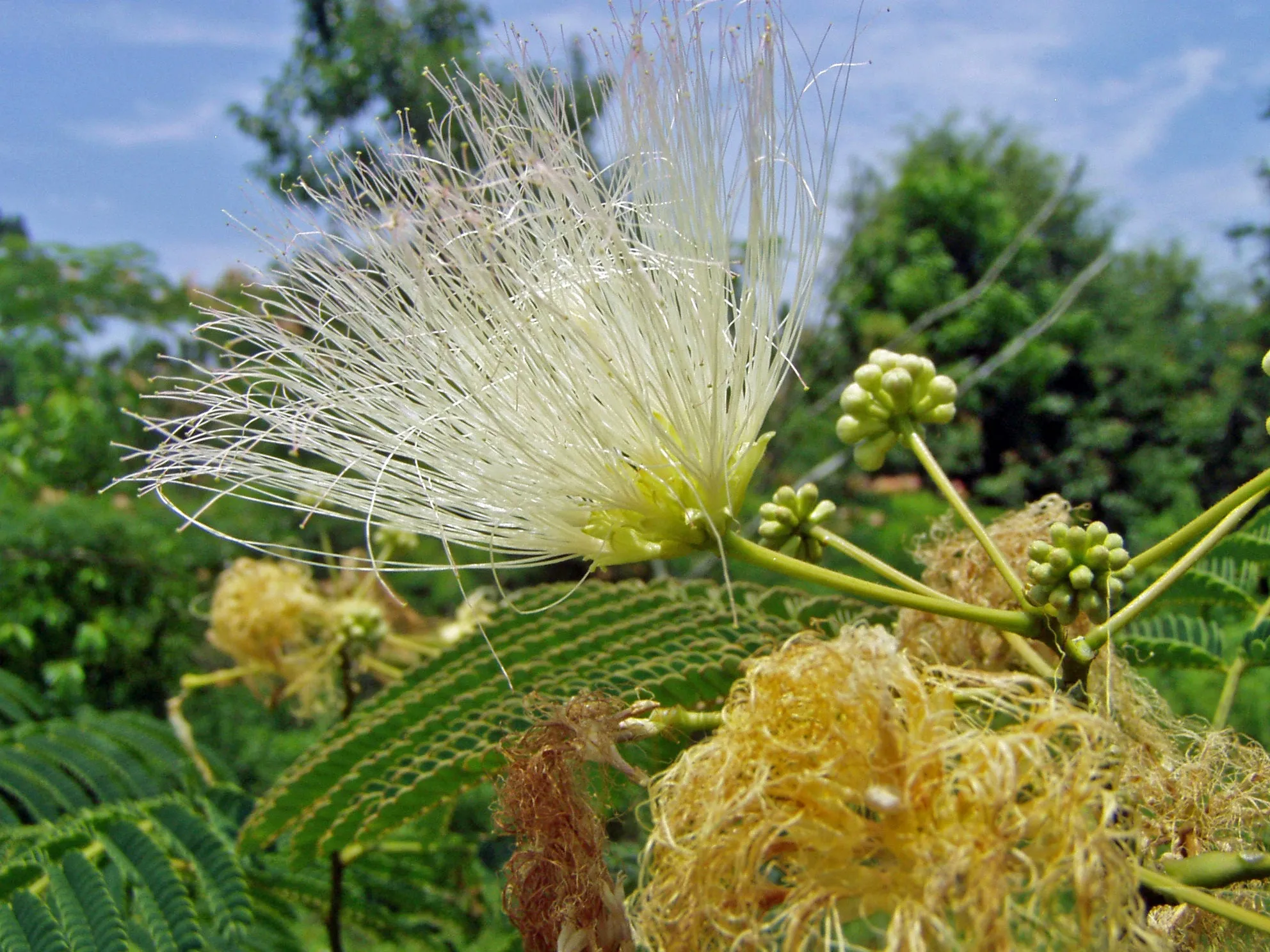 Albizia julibrissin | Alba | White Silk Tree | 10 Seeds