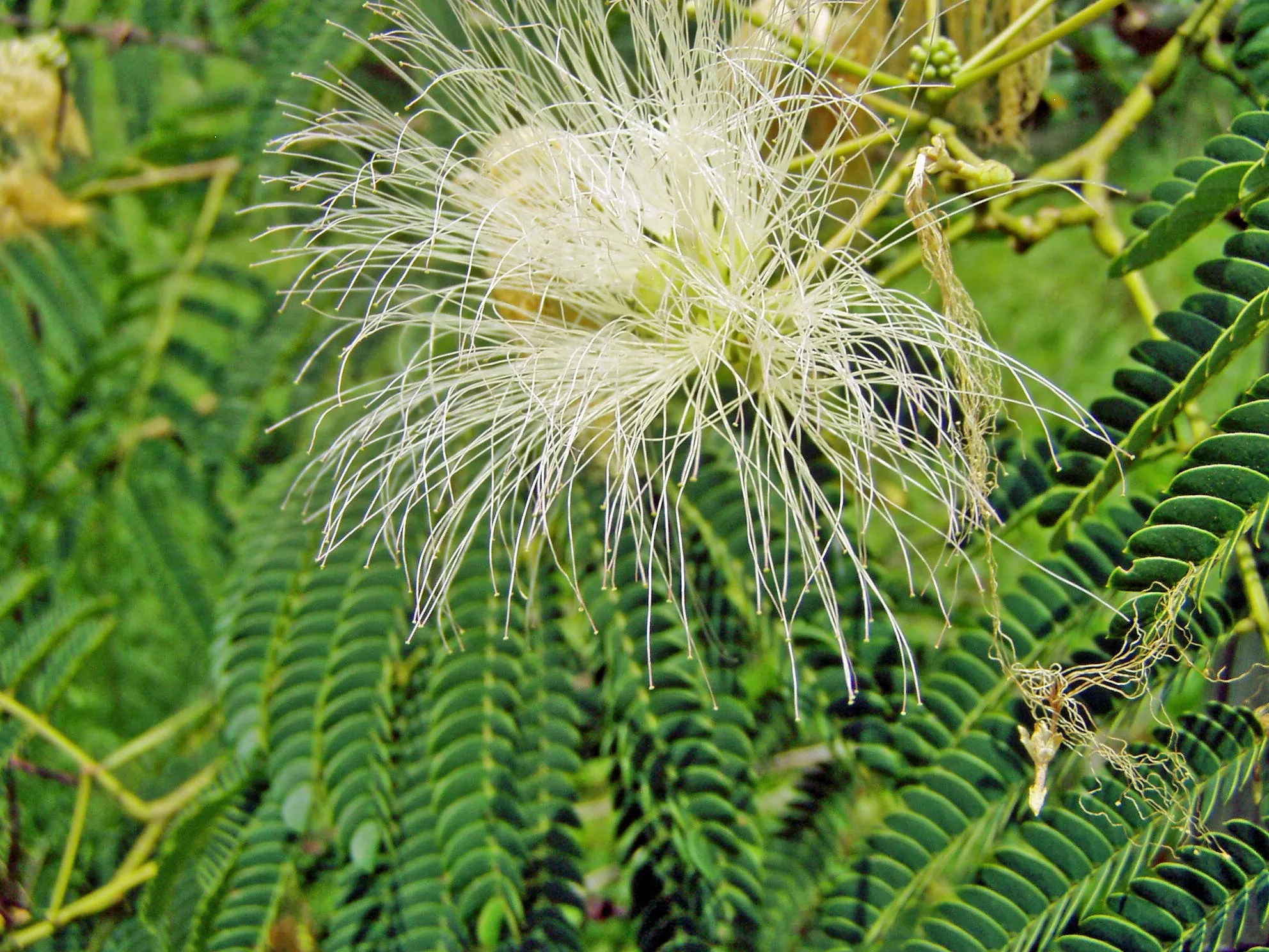 Albizia julibrissin | Alba | White Silk Tree | 10 Seeds