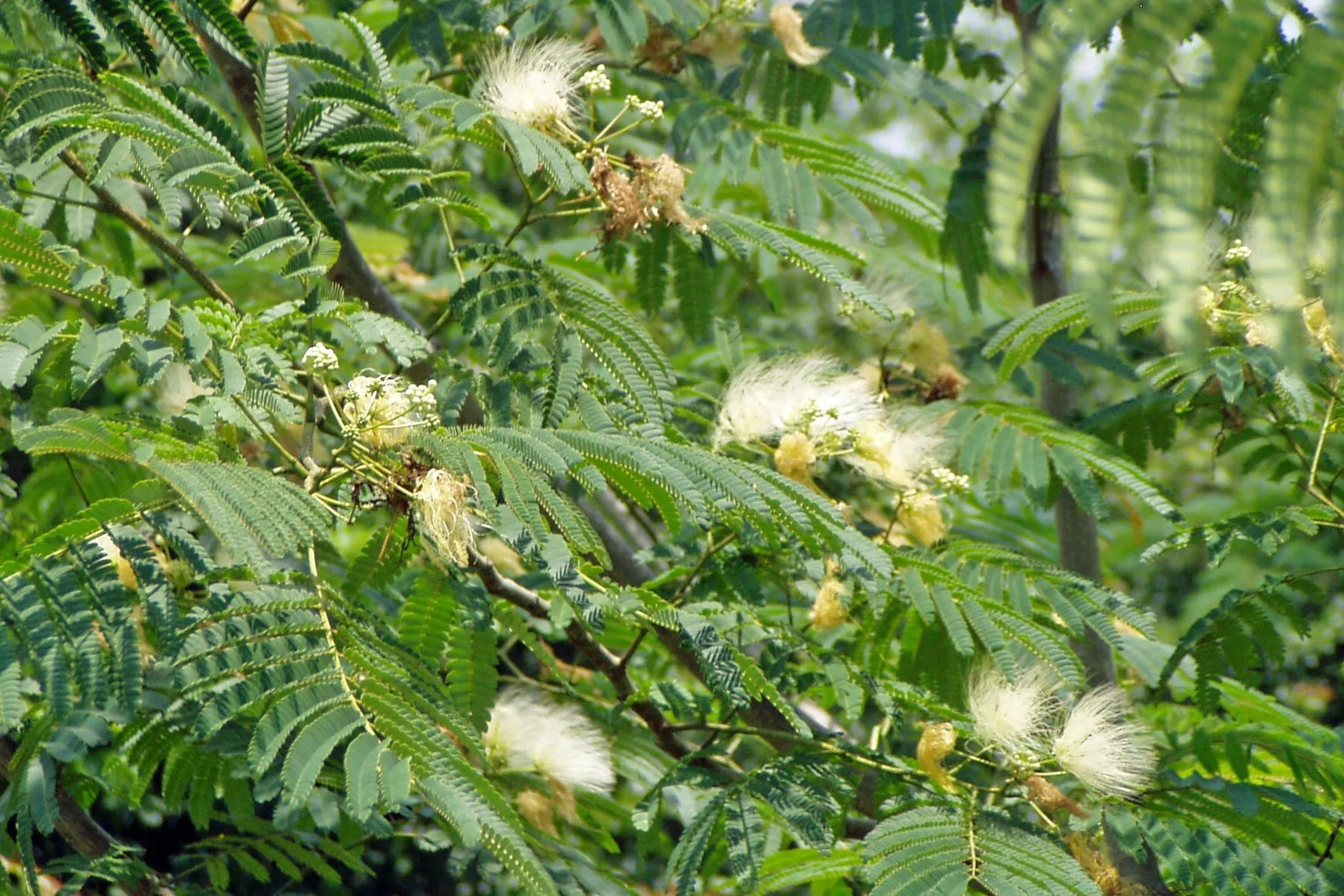 Albizia julibrissin | Alba | White Silk Tree | 10 Seeds