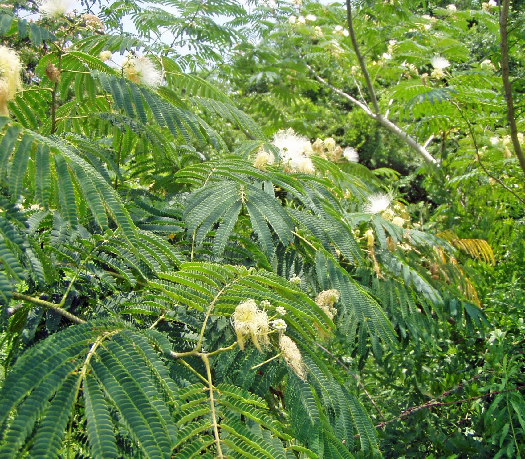 Albizia julibrissin | Alba | White Silk Tree | 10 Seeds