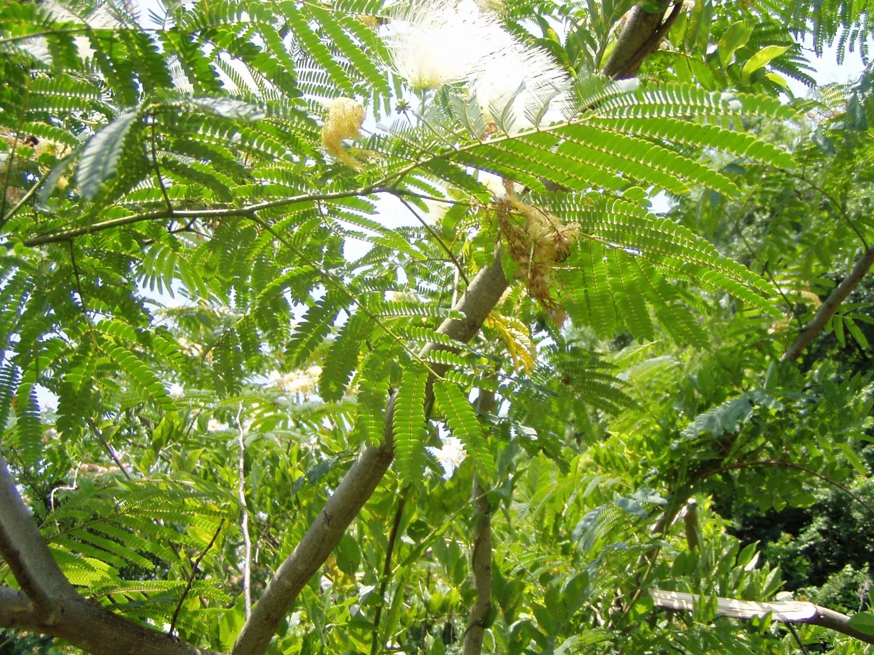 Albizia julibrissin | Alba | White Silk Tree | 10 Seeds