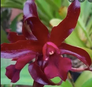 Cattleya Chocolate Drop x Schomburgkia superba