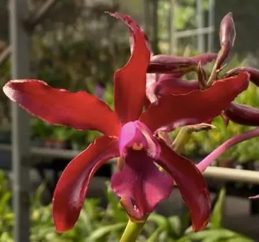 Cattleya Chocolate Drop x Schomburgkia superba