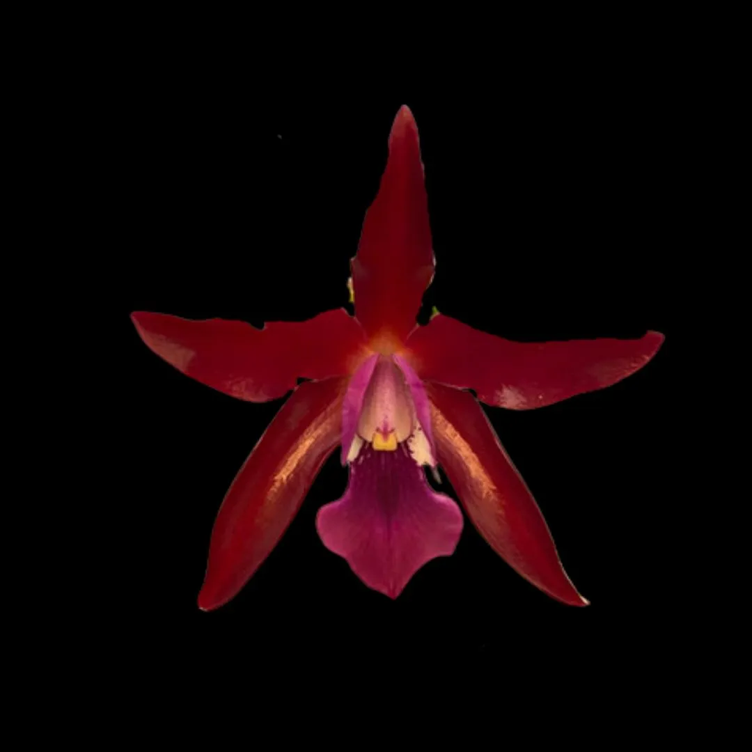 Cattleya Chocolate Drop x Schomburgkia superba