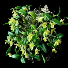 Dendrobium pachyphyllum