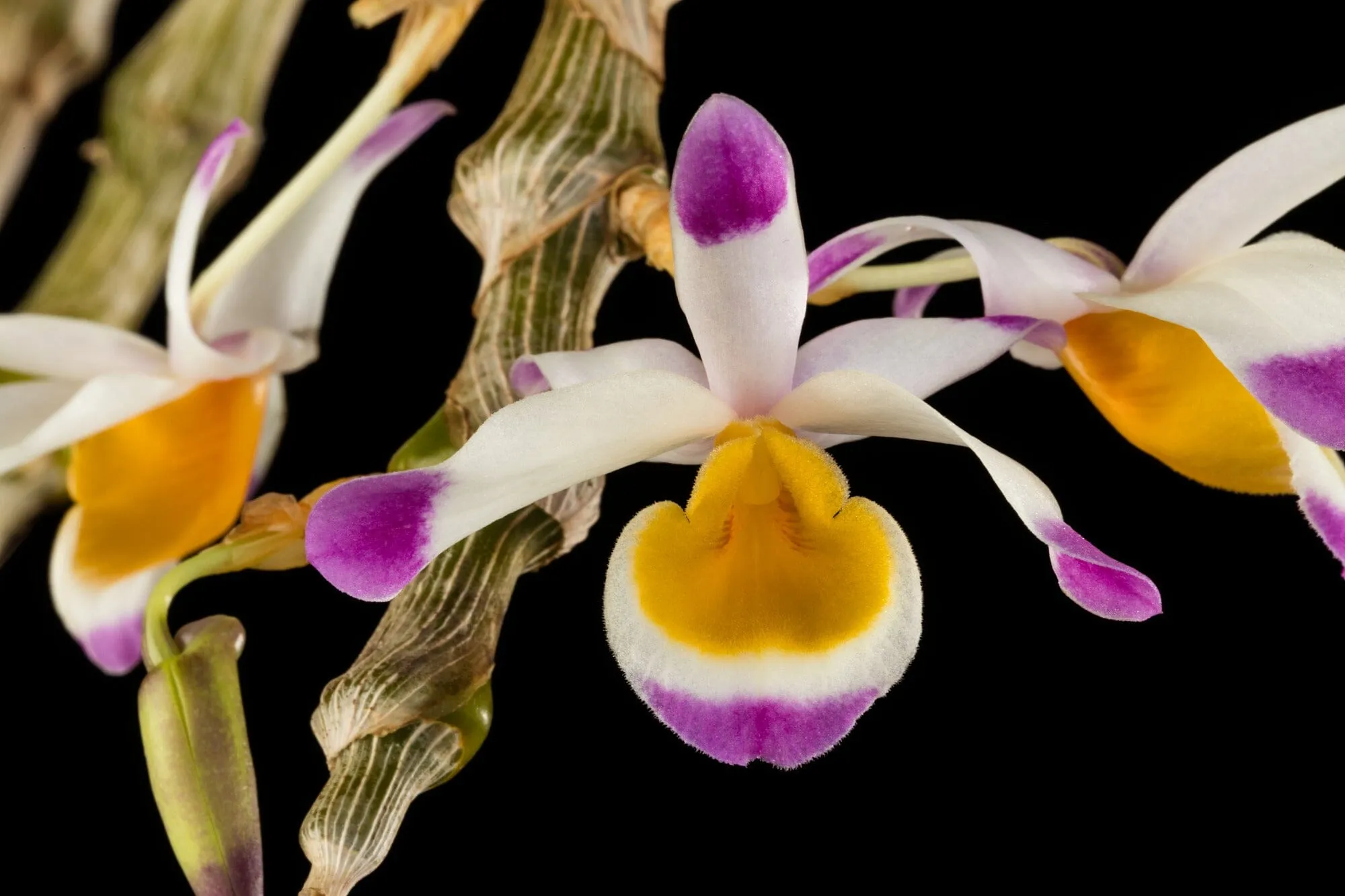 Dendrobium pendulum