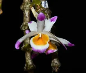 Dendrobium pendulum