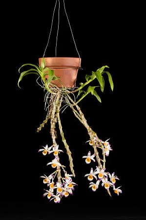 Dendrobium pendulum