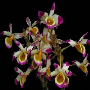 Dendrobium pendulum