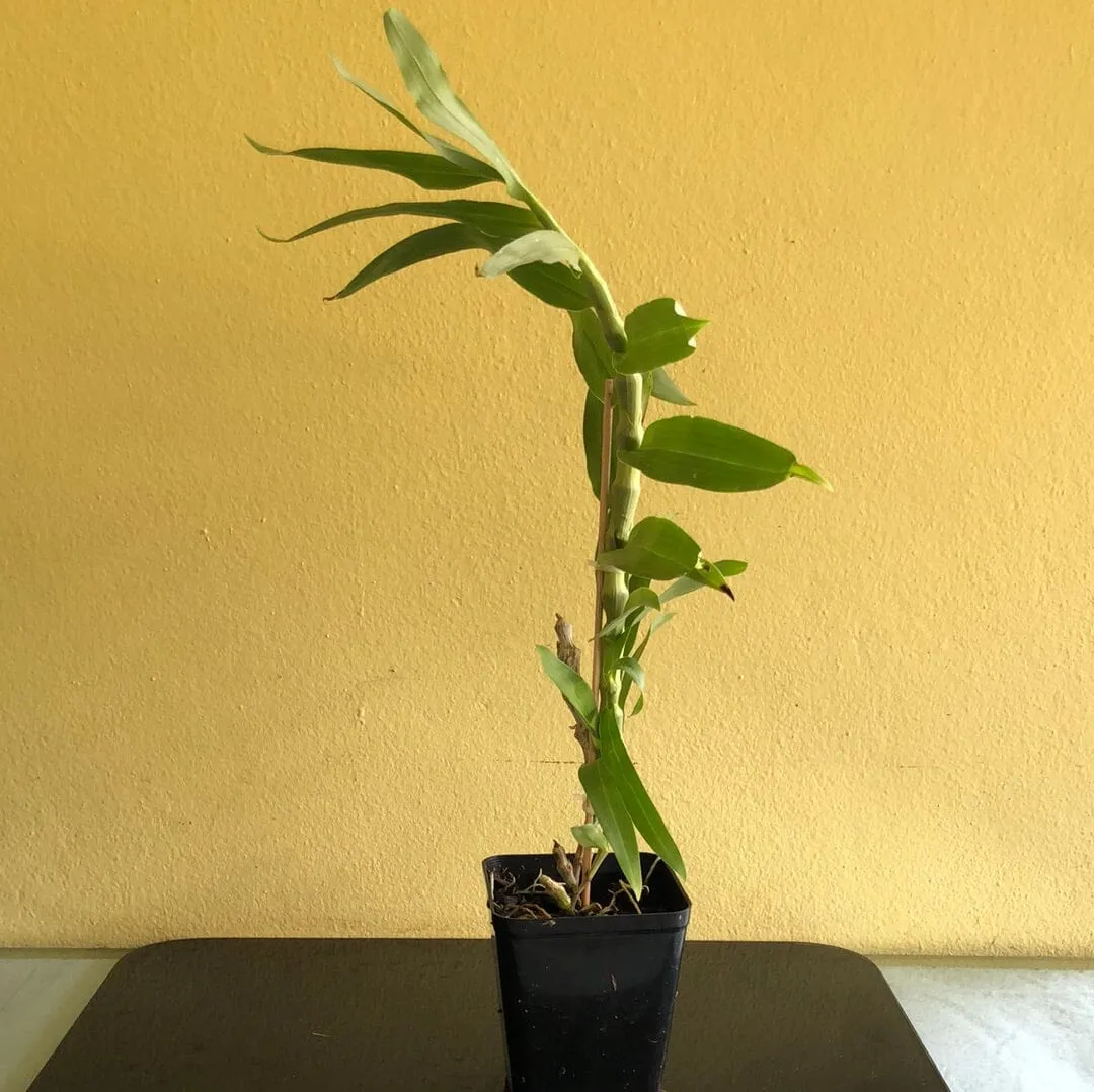 Dendrobium pendulum