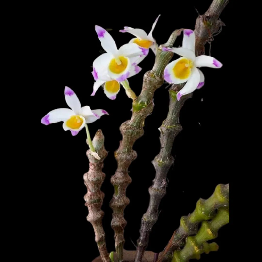 Dendrobium pendulum