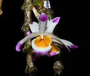 Dendrobium pendulum