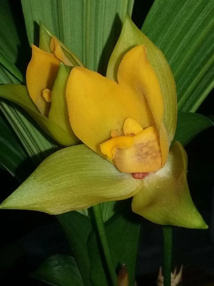 Lycaste × imschootiana