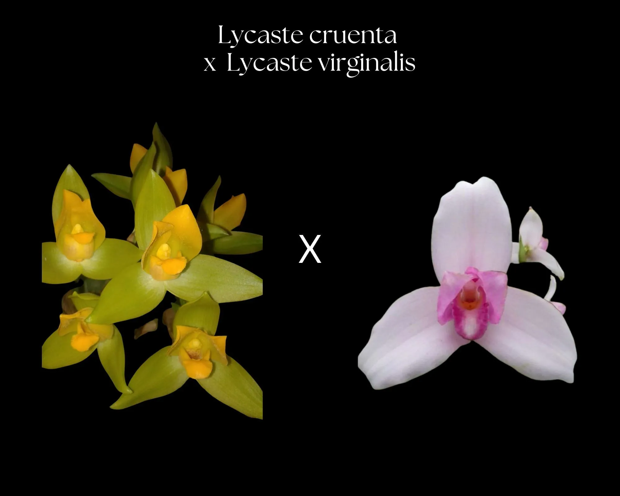 Lycaste × imschootiana