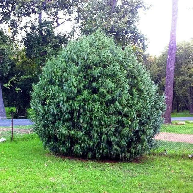 Podocarpus henkelii | Henkel's Yellowwood | 5 Seeds