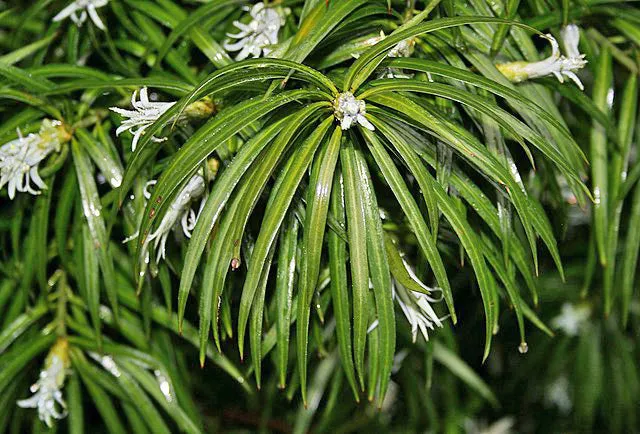 Podocarpus henkelii | Henkel's Yellowwood | 5 Seeds