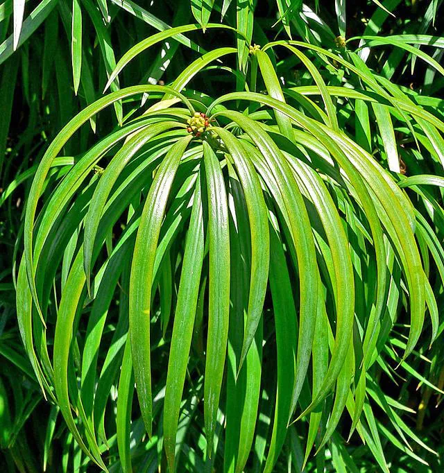 Podocarpus henkelii | Henkel's Yellowwood | 5 Seeds