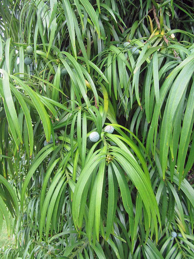 Podocarpus henkelii | Henkel's Yellowwood | 5 Seeds