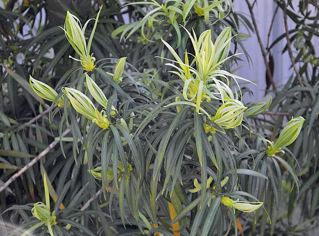 Podocarpus henkelii | Henkel's Yellowwood | 5 Seeds