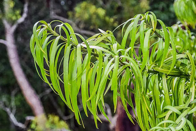 Podocarpus henkelii | Henkel's Yellowwood | 5 Seeds